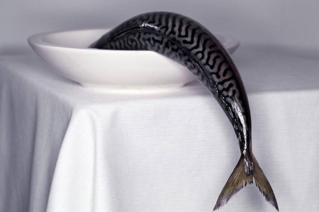 Fotokunst voor de keuken van vissen