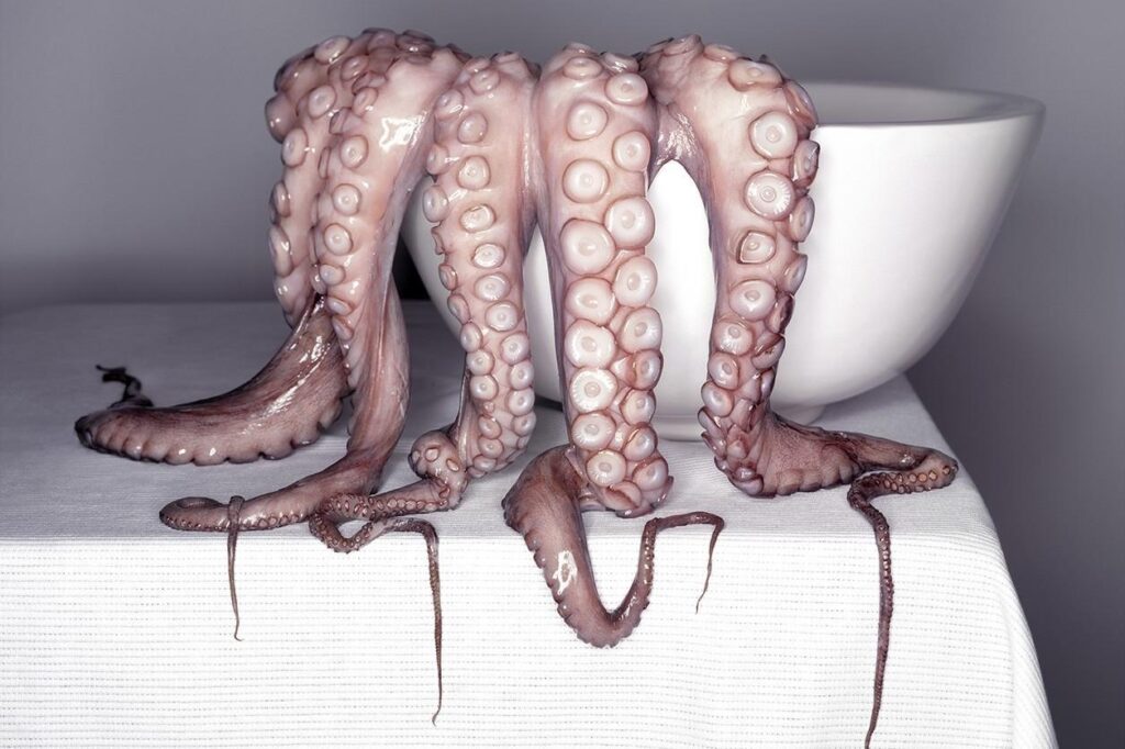 Food foto art van inktvis