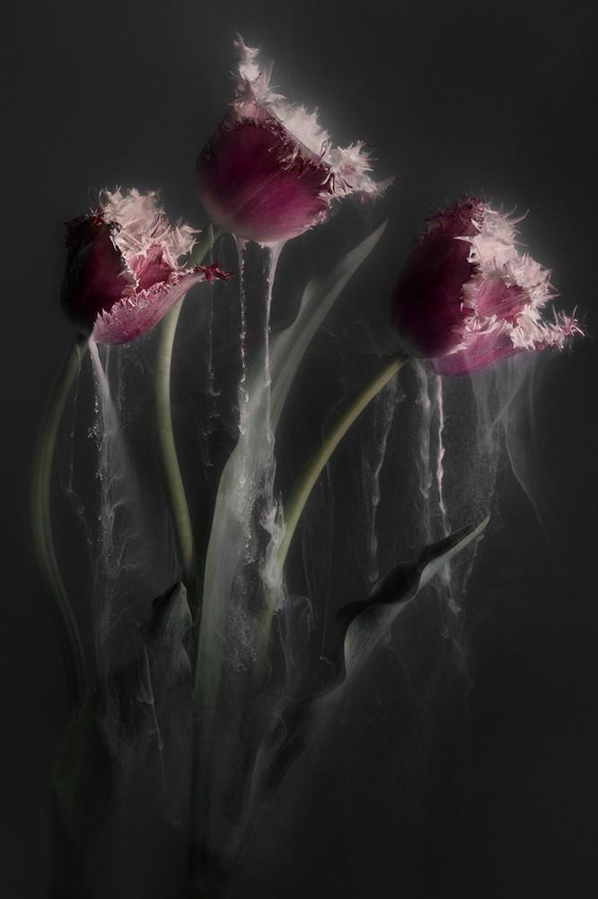 Wall art van flowers: roze tulpen