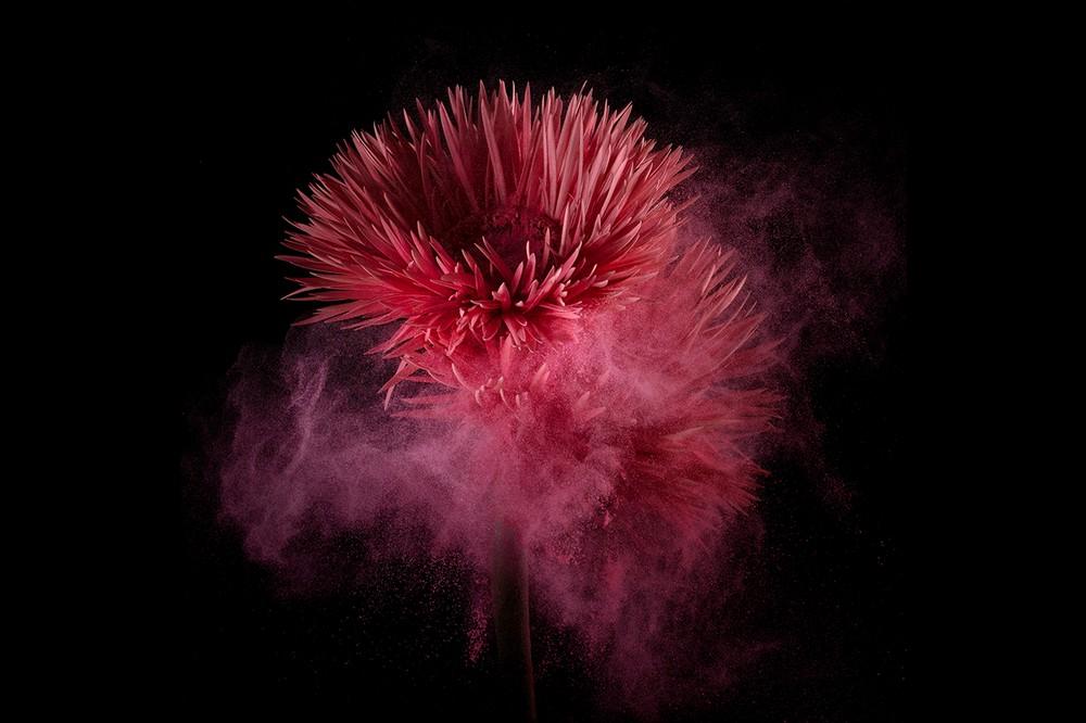 Kunstfotografie met bloemen