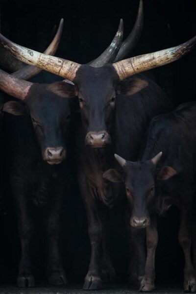 Fotokunst van koeien