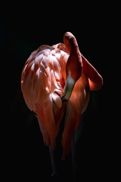 Wall art van een prachtige flamingo