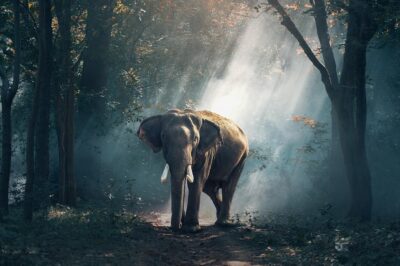 Elephant-Journey