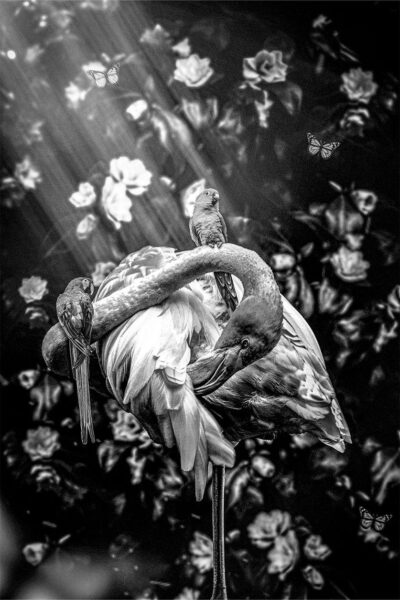 Flamingo Portrait II