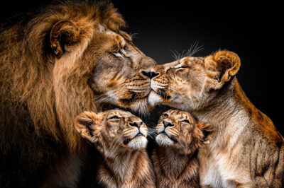 Muurkunst van leeuwen familie