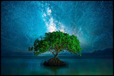 Uniek schilderij van boom onder de sterren
