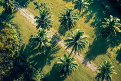 Muurdecoratie van palmbomen