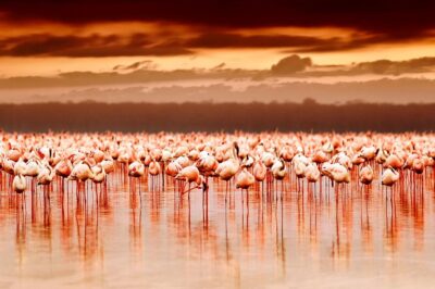 TAOI__0003_Flamingo-island-13377679
