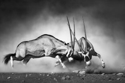 Fotokunst aan de muur van wilde dieren