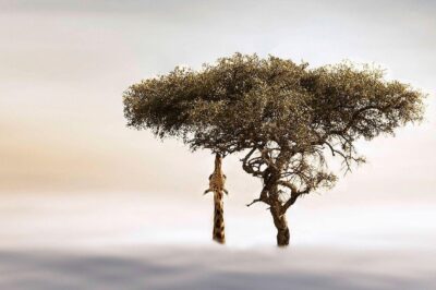 Unieke dieren wall art van giraf in een boom