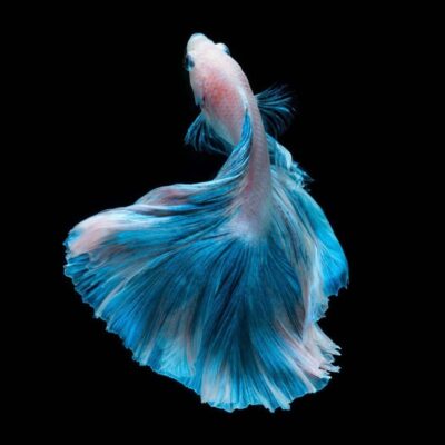 Artistiek schilderij van vissen