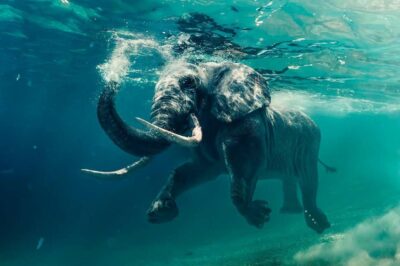 Unieke muurdecoratie van een zwemmende olifant