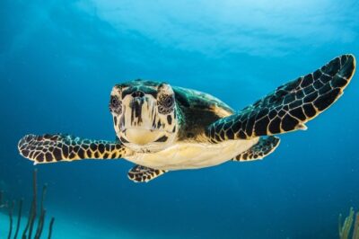 Luxe schilderij schildpad