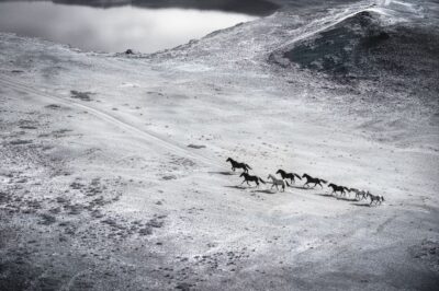 Zwart wit fotokunst van wilde paarden op de prairie