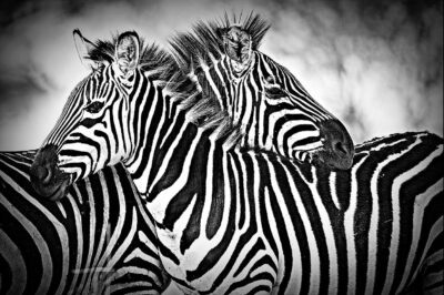 Chique fotokunstwerk van zebra's in Afrika