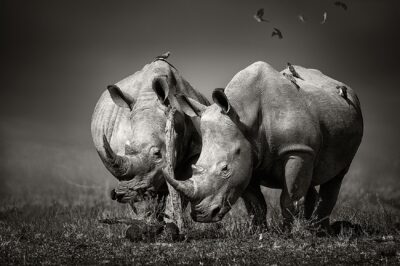 Schilderij met wilde dieren van neushoorns