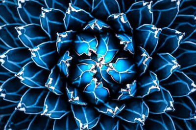 Muurkunst van agave cactus