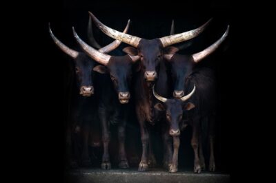 Luxe fotokunst van koeien