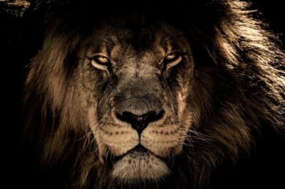 Schilderij van een leeuw