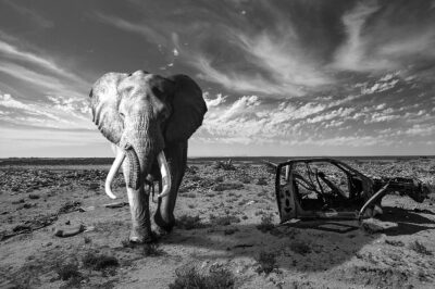 Black and white wall art van olifant