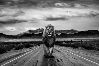 Zwart wit wall decor van krachtige leeuw