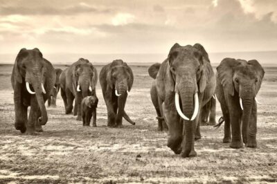 Werk aan de muur van olifant